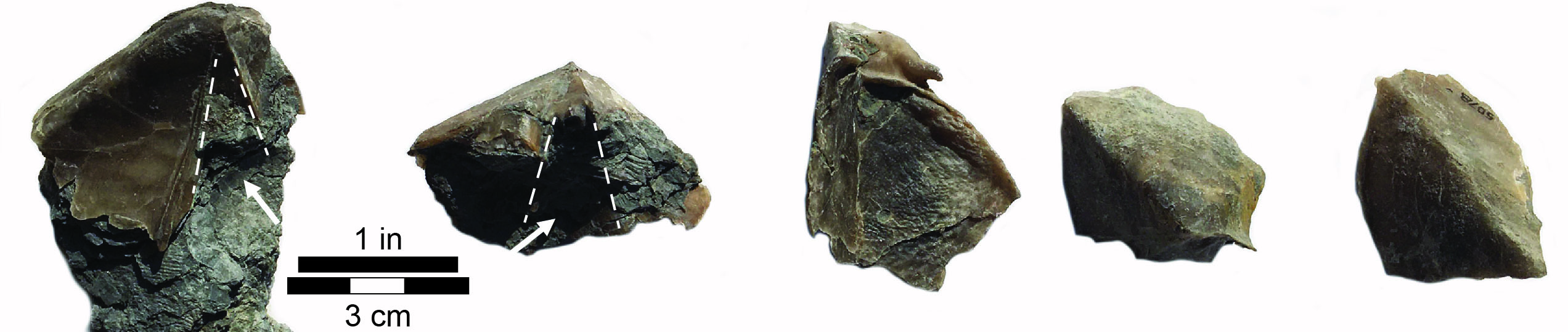 Syringothyris Fragments